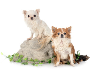 chihuahuas in studio