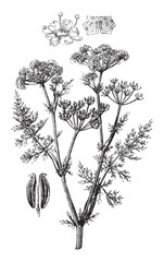 Caraway (Carum carvi) / vintage illustration from Brockhaus Konversations-Lexikon 1908