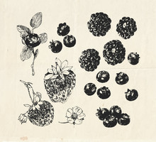 Hand Drawn Set, Vintage Drawings Of Berries Such As Blackberry, Blueberry And Strawberry