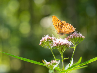 Silver-washed fritillary butterfly (Argynnis paphia) sitting on hemp-agrimony plant