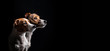 Zwei Jack Russel Terrier mit wunderschönen Augen im Seitenprofil vor schwarzen Hintergrund