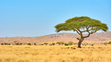 Fototapeta Sawanna - Lonely tree with lion resting on a branch in Maasai Mara National Park, Kenya, Africa.