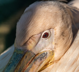 Wall Mural - detailed portrait of pink pelican