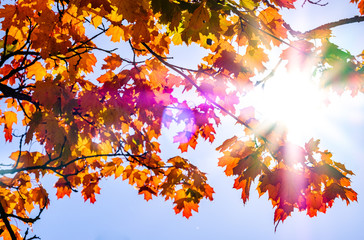 Wall Mural - leaves in autumn