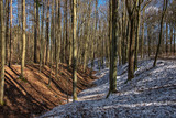 Fototapeta Góry - A gorge in a beech forest with some now on the northern slope in the early spring. 