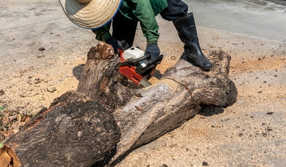 Woodcutter saws tree with chainsaw on sawmill