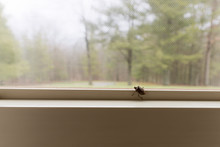 A Stink Bug On The Inside Of A Window In A Home In The Wilderness. The Mamorated Brown Stink Bug Invaded The United States In The Mid 1990's.