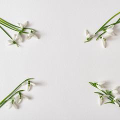 Wall Mural - Creative layout made with snowdrop flowers on bright background. Minimal nature love idea. Spring flowers concept.