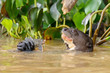 South American Giant River Otter Eating Fish in the Water of the Cuiaba River at Pantanal, Brazil