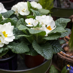 Wall Mural - Multi-colored primrose in pots for sale at farmers market