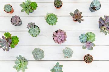 Wall Mural - overhead shot of many a succulents flower plant in pot on white wooden table , gardening minimal con