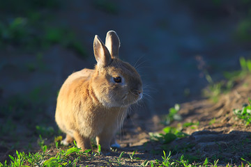 spring rabbit in a green field, easter symbol, beautiful april easter background