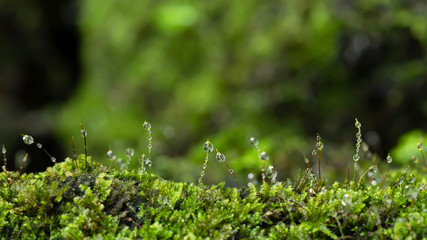 close up beautiful bright Green moss grown up and Drop of water cover the rough stones and on the floor in the forest. Show with macro view. Rocks full of the moss texture in nature for wallpaper.