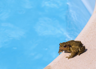 Toad going for a dip