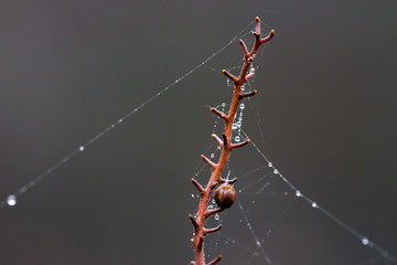 Rain drops on stick