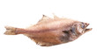  shaped Flatfish or flounders (Pleuronectidae) also known as plaice,dab,sole or flukes, isolated on white. Top side.