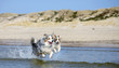 Eine Gruppe von zwei Australian Shepherds springen voller Lebensfreude durch das blaue Wasser 