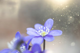 Fototapeta Kwiaty - Blue spring flowers in the woods.