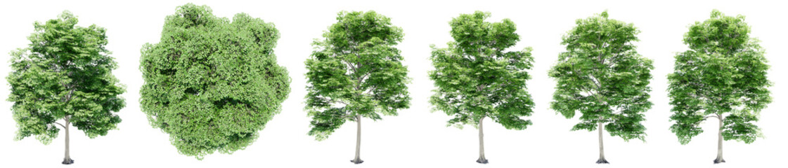 Set or collection of green elm trees isolated on white background. Concept or conceptual 3d illustration for nature, ecology and conservation, strength and endurance, force and life