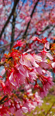 blossom tree over nature background. spring flowers, spring background