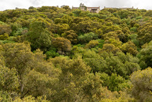 A Wooded Hill With Green Trees And Yellow Highlight And Houses At The Top. A Narrow Strip Of Clouded Sky