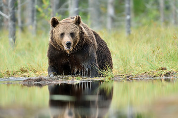 Wall Mural - brown bear in water at summer, taiga forest in a background
