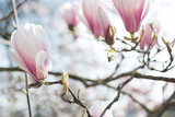 Fototapeta Kwiaty - Rosa Magnolia