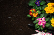Gardening Activity, Hobby and Lesure at Early Spring in Garden. Copy Space Background