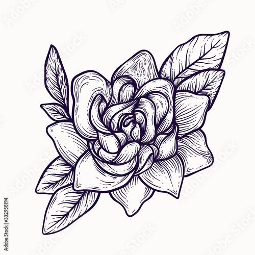 gardenia blooming flowers hand drawn isolated colorful and outline vector clipart. plant elements for graphic design and your creative projects, posters, postcards, invitations and tattoos.