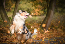 Crazy Australian Shepherd Is Catching Leaves In Air. She Is So Crazy Dog.