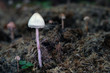 Mushroom, photo Czech Republic, Europe