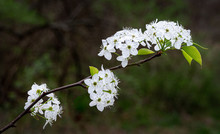 Branch Of Bradford Pear Tree (Pyrus Calleryana) Blooming In Early Spring In Central Virginia. This Ornamental Tree Species Is A Highly Invasive Alien Originating In China.