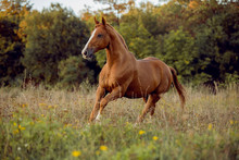 Young Brown Horse Running On Meadow By The Sunset