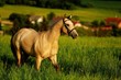 Buckskin quarter horse gallops through green meadow with high grass 