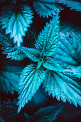 Wall Mural - Green nettle plant botanical natural background
