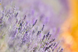 Fototapeta Lawenda - field of lavender