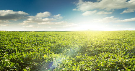 Wall Mural - healthy green mid-season soybean field