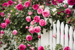 © Maite Pons/Stocksy - White Picket Fence Roses