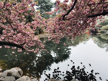 Cherry Blossoms On The Lake