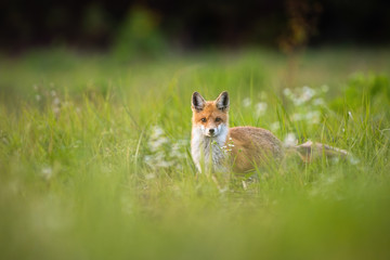 Fluffy red fox, vulpes vulpes, on a green meadow with flowers in summer nature. Alert mammal watching with interest into camera on grassland with copy space.