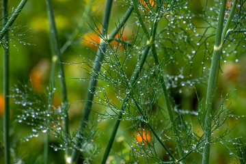 Wall Mural - dew on grass