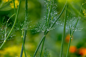 Wall Mural - dew on grass