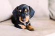 © Samantha Gehrmann/Stocksy - black and tan dachshund puppy