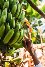 Picking Bananas By Hands From The Banana Tree