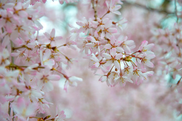  cherry tree blossom