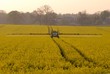 © S. Leitenberger - Traitement phytosanitaire contre le charancon du colza, pulvérisation insecticide sur colza en fleur. Traitement en fin de soirée
