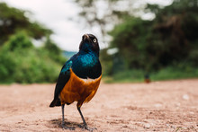 Colorful Superb Starling Bird On The Ground In Tanzania.