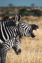 Zebra With His Mouth Open Emitting Call Sounds In Tanzania.