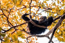 Healthy Chimpanzee Looks Funny With A Splinter In Its Mouth, Reclining On The Branches Of A Tree In Tanzania