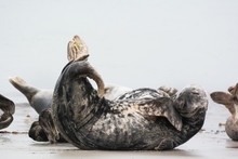 Close Up Of Gray Seal Relaxing On Beach